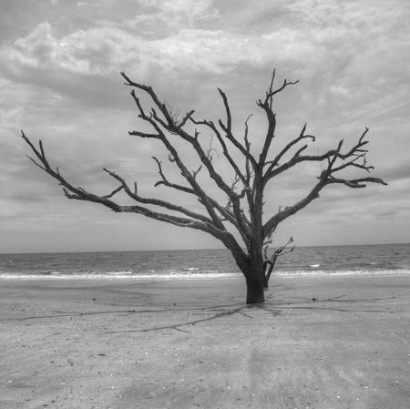Botany Bay | Edisto Island | 1015_3998.jpg