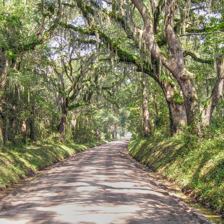 Steamboat Road | Edisto Island | 2002_0082.jpg