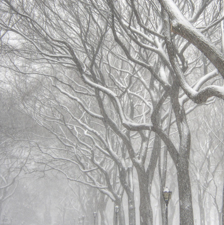 Central Park | New York City | 2015_0500.jpg