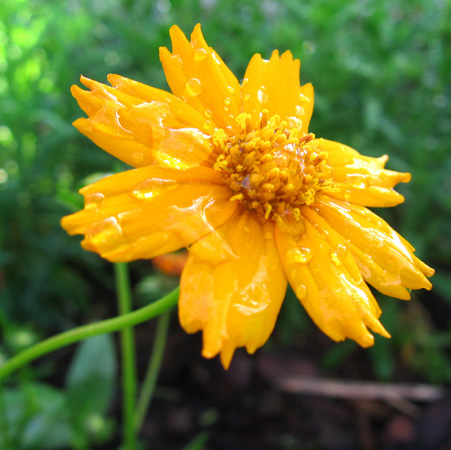 Cosmos | Maryland | 7000_0544.jpg