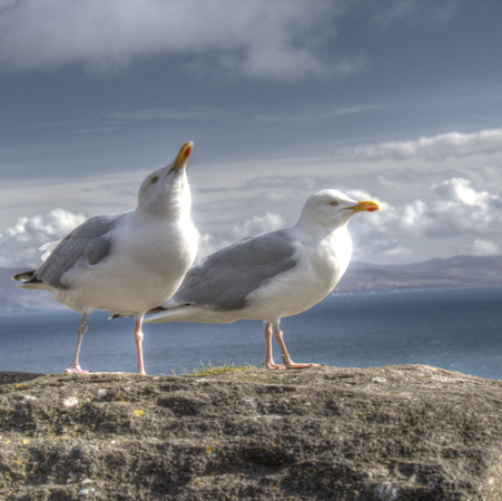 Gulls Along Slea Head Drive | Ireland | 7003_3453.jpg